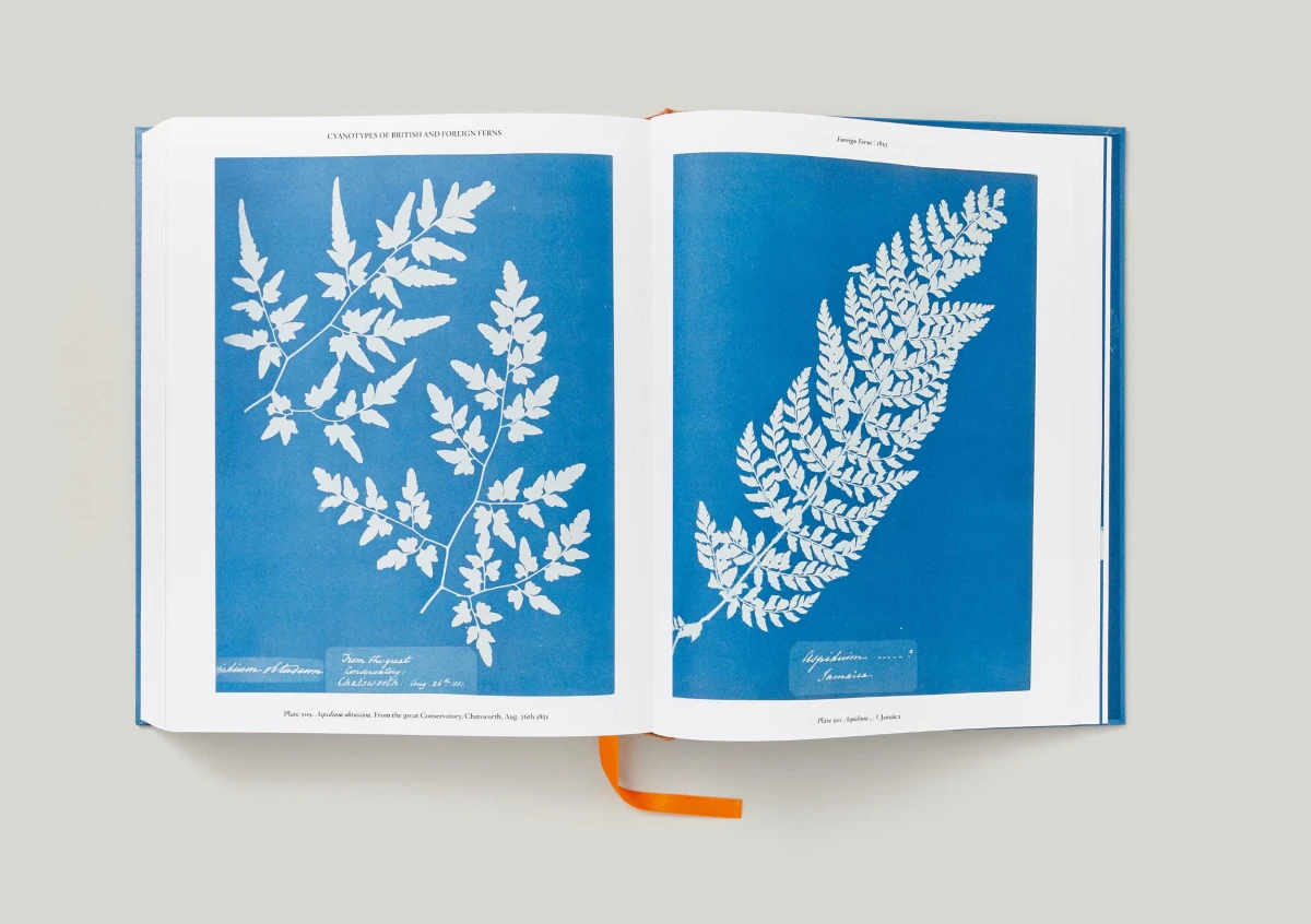 Cianotipias - Anna Atkins