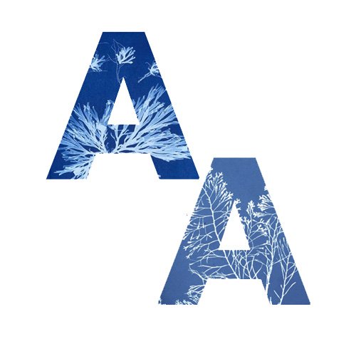 Ilustración de Anna Atkins